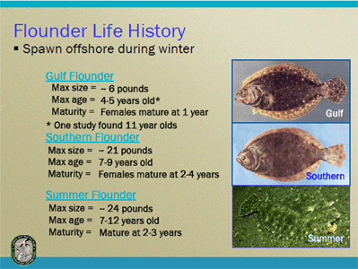 Florida Flounder Spawn Information