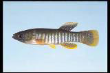 Bull Minnow