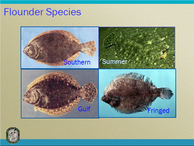 Florida Flounder Species